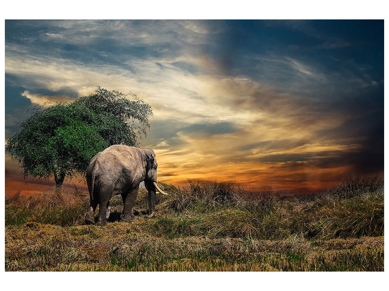 3-piece-canvas-print-the-elephant-in-the-sunset