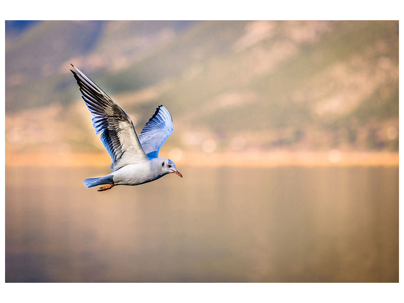3-piece-canvas-print-the-flying-seagull
