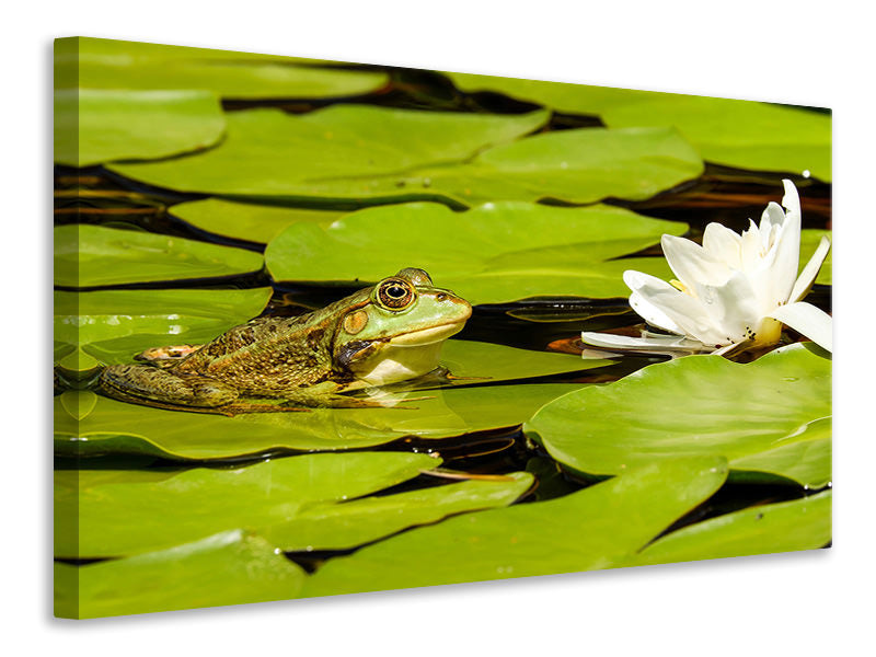 3-piece-canvas-print-the-frog-and-the-water-lily