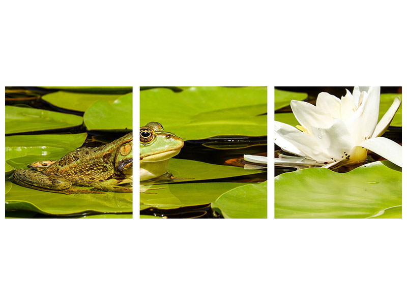 3-piece-canvas-print-the-frog-and-the-water-lily