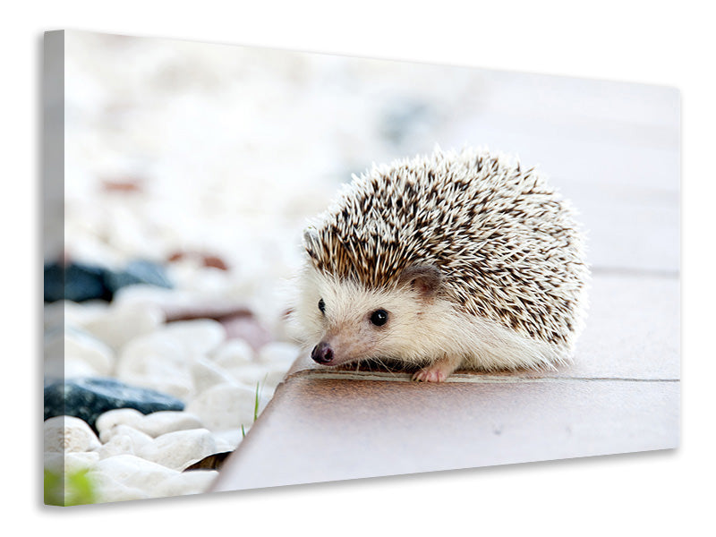 3-piece-canvas-print-the-hedgehog-baby