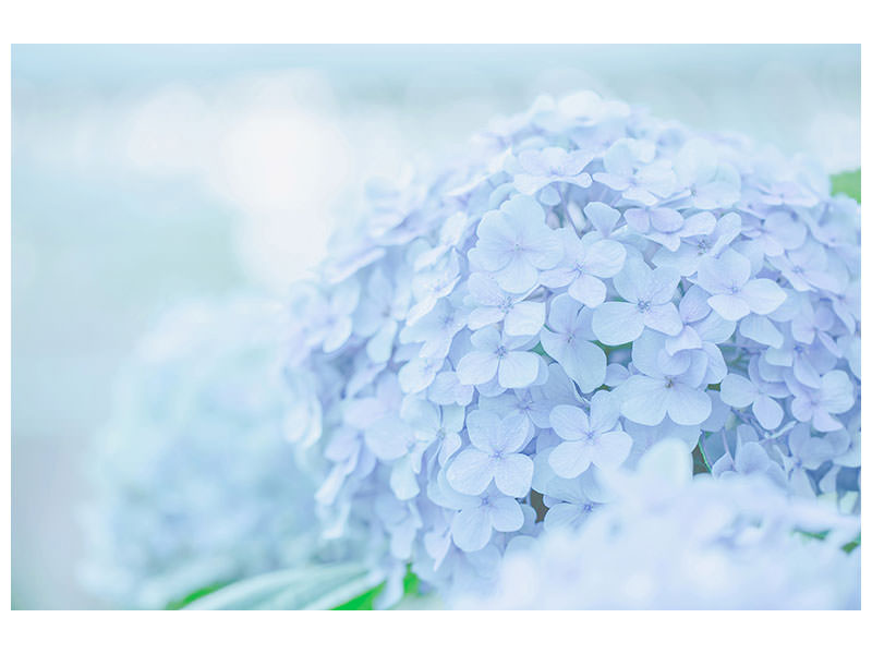 modern-4-piece-canvas-print-the-hydrangea
