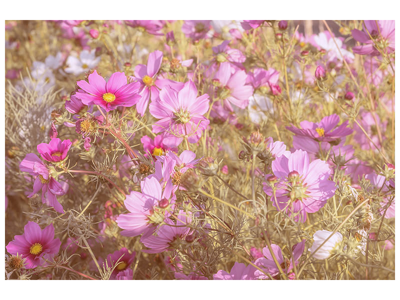5-piece-canvas-print-the-jewelry-basket-cosmea