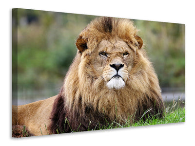 3-piece-canvas-print-the-king-of-animals