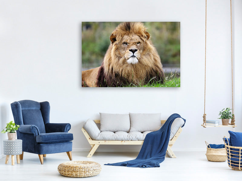 3-piece-canvas-print-the-king-of-animals