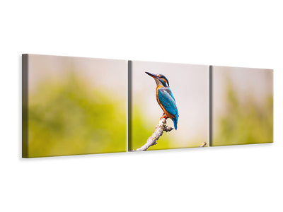 3-piece-canvas-print-the-kingfisher