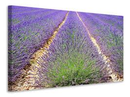 panoramic-canvas-print-the-lavender-field