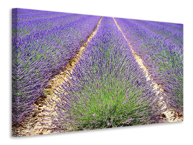 panoramic-canvas-print-the-lavender-field