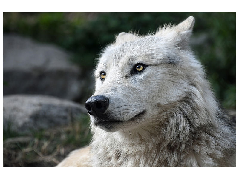 3-piece-canvas-print-the-lonely-wolf