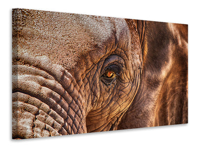 3-piece-canvas-print-the-look-of-the-elephant