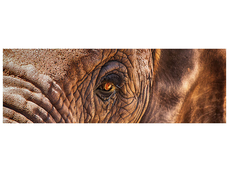 3-piece-canvas-print-the-look-of-the-elephant