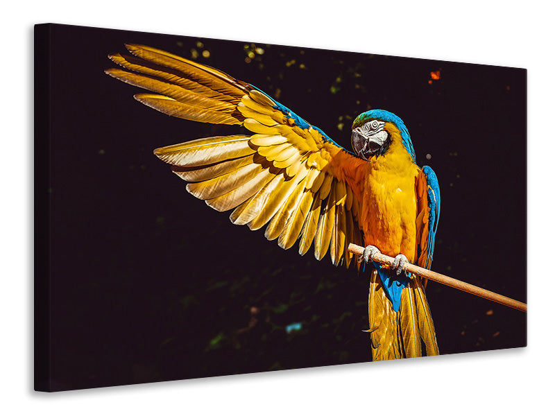 3-piece-canvas-print-the-macaw
