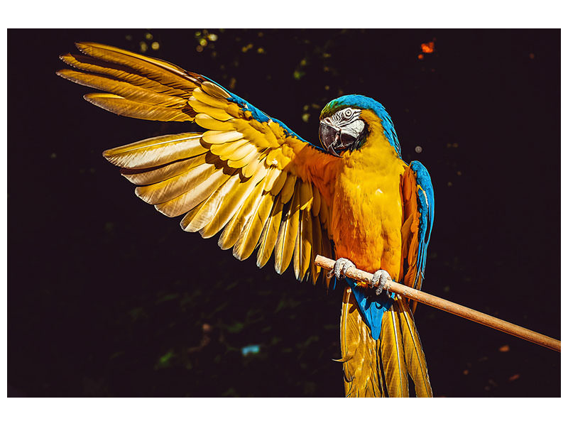 3-piece-canvas-print-the-macaw