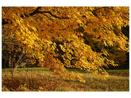 3-piece-canvas-print-the-magnificent-autumn-tree