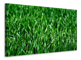 modern-3-piece-canvas-print-the-meadow-in-xl