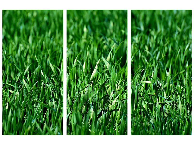 panoramic-canvas-print-the-meadow-in-xl