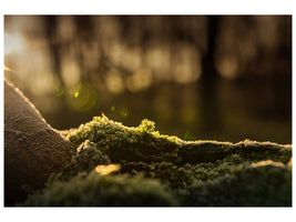 3-piece-canvas-print-the-moss