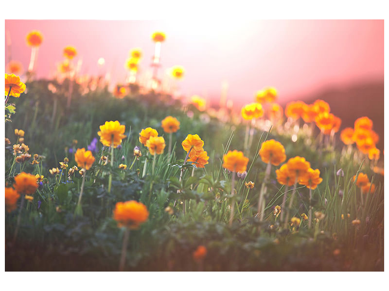 4-piece-canvas-print-the-mountain-meadow