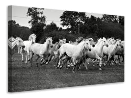 modern-4-piece-canvas-print-the-mustang-herd