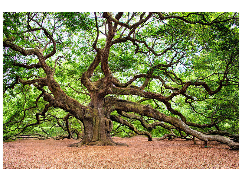 modern-4-piece-canvas-print-the-oak