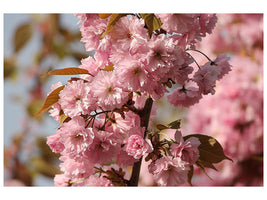 3-piece-canvas-print-the-ornamental-cherry