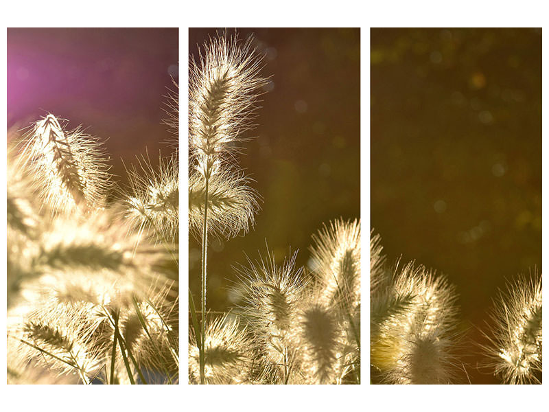 canvas-print-the-ornamental-grass