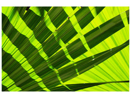 panoramic-canvas-print-the-palm-leaf-in-xl