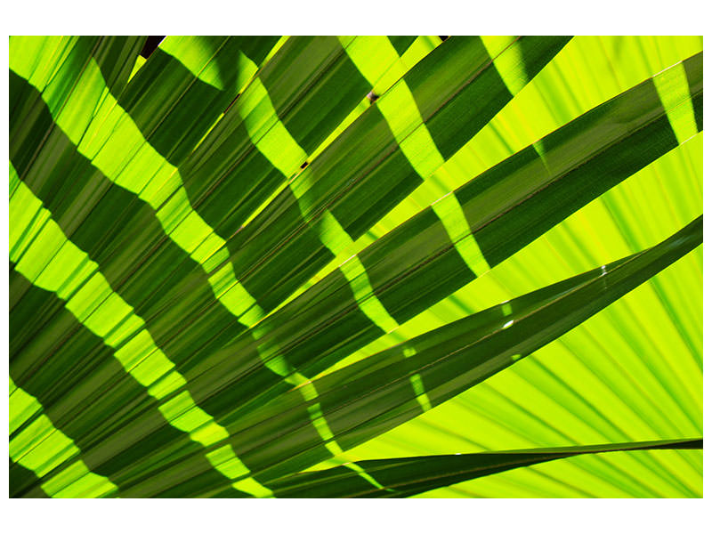 panoramic-canvas-print-the-palm-leaf-in-xl