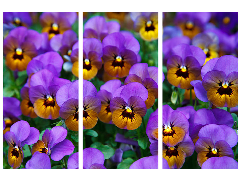 4-piece-canvas-print-the-pansies