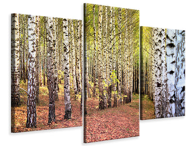 3-piece-canvas-print-the-path-between-birches