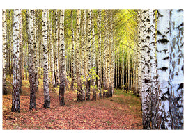 panoramic-3-piece-canvas-print-the-path-between-birches