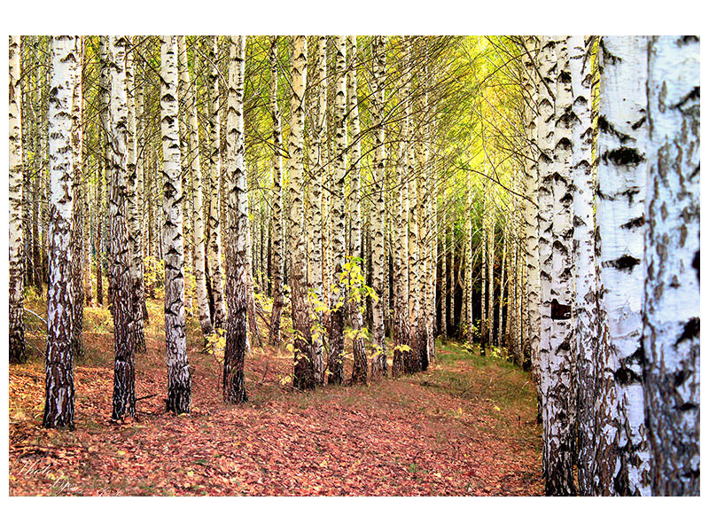 panoramic-canvas-print-the-path-between-birches