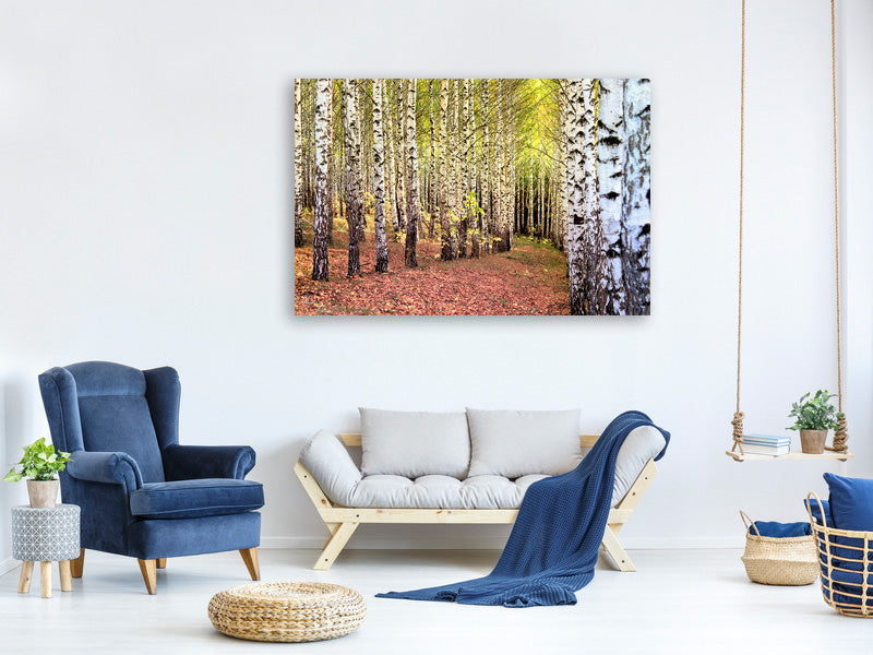 panoramic-3-piece-canvas-print-the-path-between-birches