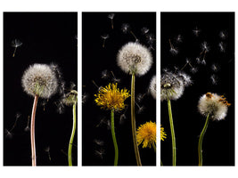 canvas-print-the-phases-of-dandelion