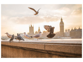 panoramic-3-piece-canvas-print-the-pigeons-on-the-roof