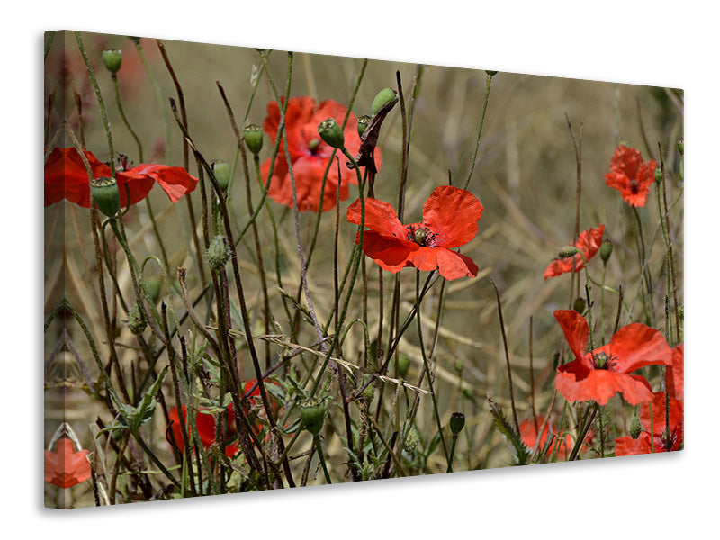 3-piece-canvas-print-the-poppy-in-nature