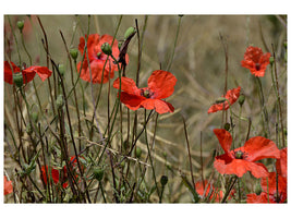 3-piece-canvas-print-the-poppy-in-nature