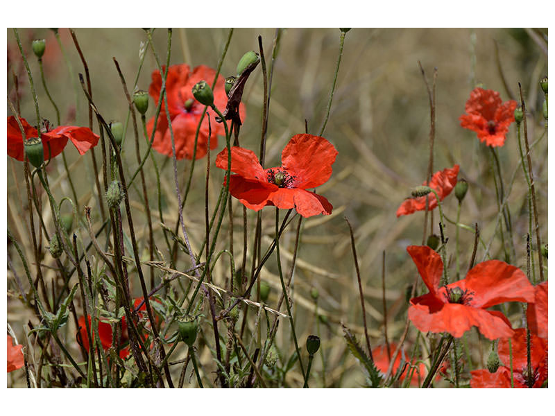 3-piece-canvas-print-the-poppy-in-nature