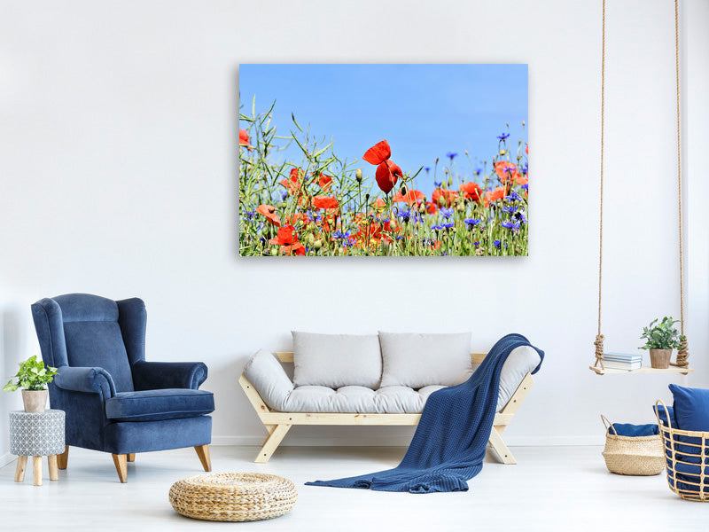 panoramic-canvas-print-the-poppy-in-the-flower-meadow