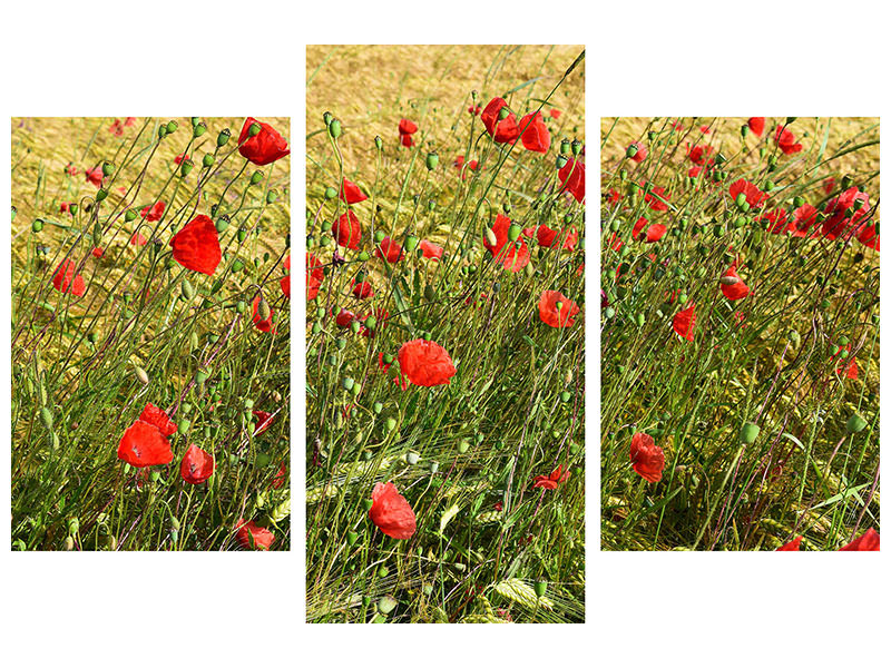 panoramic-3-piece-canvas-print-the-poppy-in-the-wind