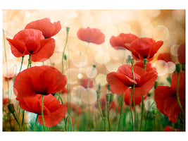 5-piece-canvas-print-the-poppy