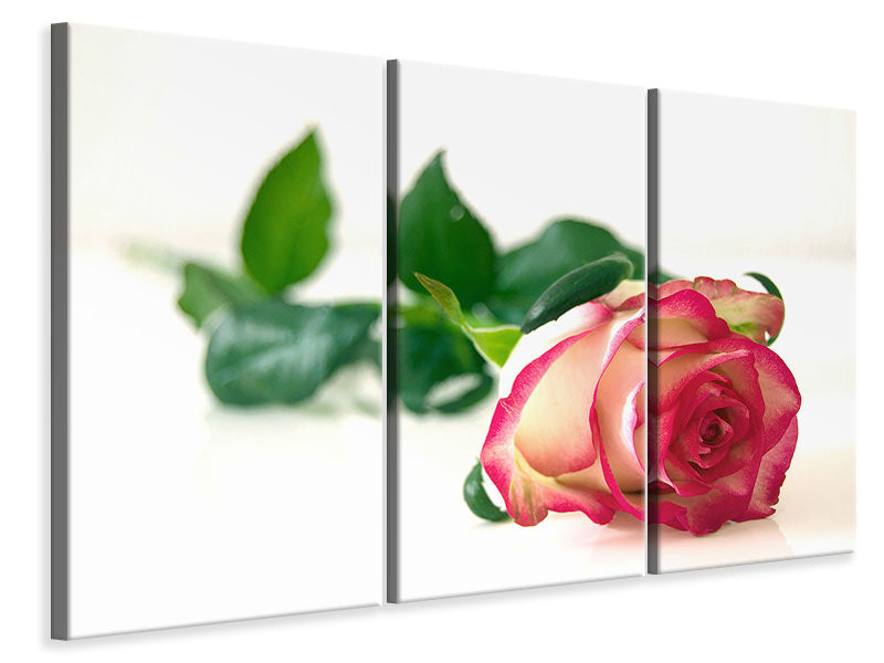 4-piece-canvas-print-the-proud-rose