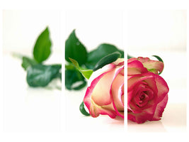 modern-4-piece-canvas-print-the-proud-rose