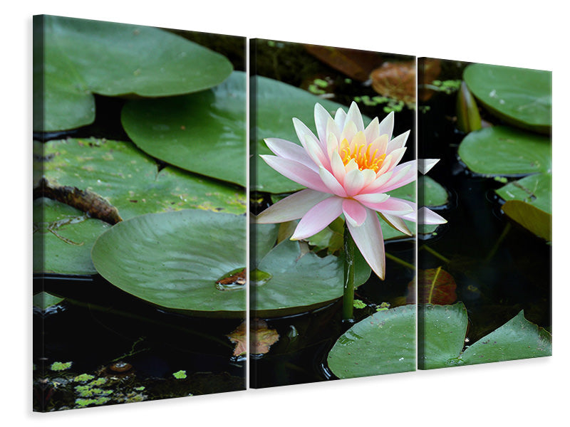 canvas-print-the-proud-water-lily