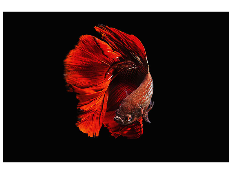 modern-4-piece-canvas-print-the-red
