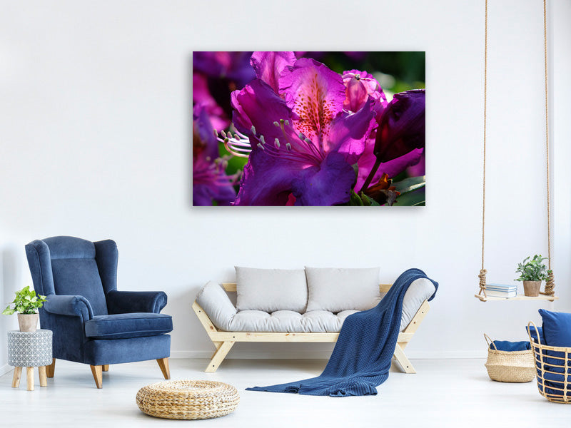 3-piece-canvas-print-the-rhododendron