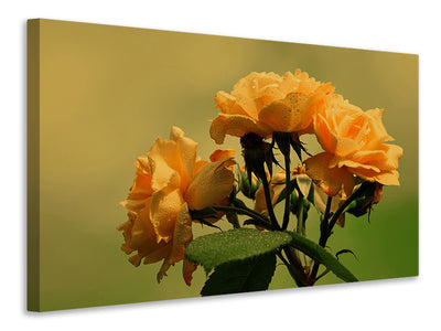 3-piece-canvas-print-the-roses-in-nature