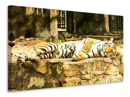 panoramic-canvas-print-the-siberian-tiger