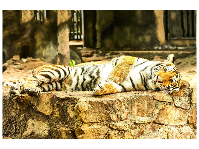 3-piece-canvas-print-the-siberian-tiger