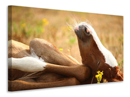 3-piece-canvas-print-the-sleeping-horse